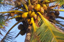 Když vám na dovolené spadne kokosový ořech na hlavu, tak to může znamenat návštěvu nemocnici. Máte-li cestovní pojištění, pak to celé zaplatí pojišťovna.