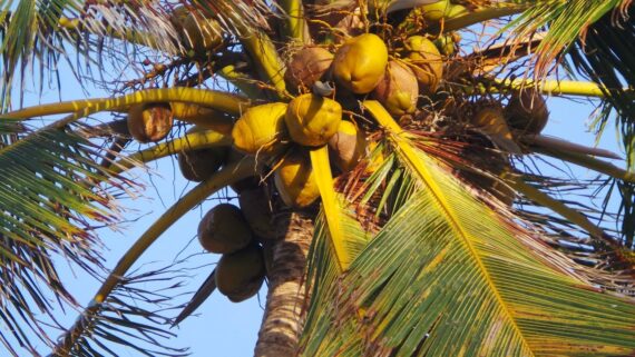 <span>Když vám na dovolené spadne kokosový ořech na hlavu, tak to může znamenat návštěvu nemocnici. Máte-li cestovní pojištění, pak to celé zaplatí pojišťovna. </span>
